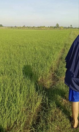 dijual-sawah-shm-big-1