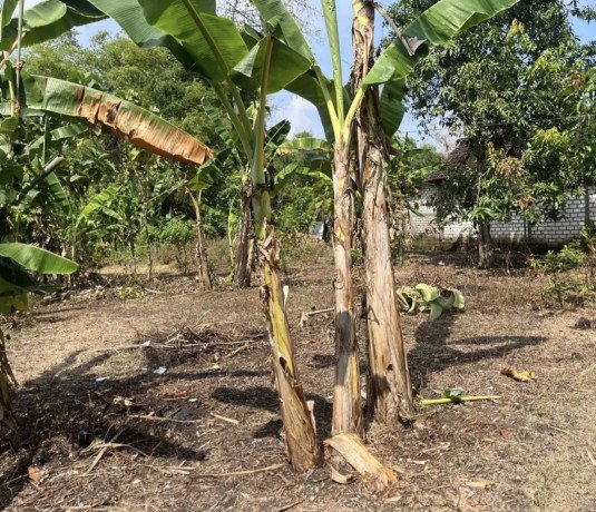 dijual-tanah-shm-tuban-big-1