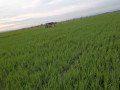 dijual-sawah-produktif-shm-small-0