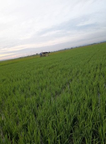 dijual-sawah-produktif-shm-big-0