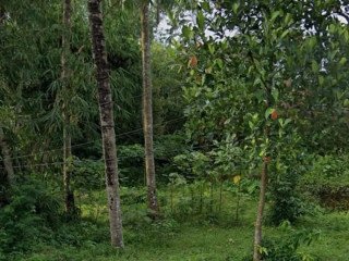 DISEWAKAN PEKARANGAN / LAHAN KOSONG