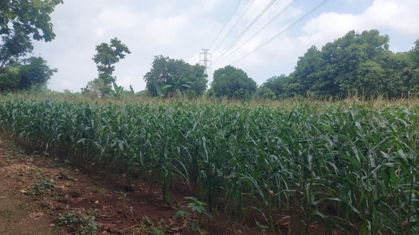 dijual-cepat-tanah-ladangtegal-produktif-shm-big-2