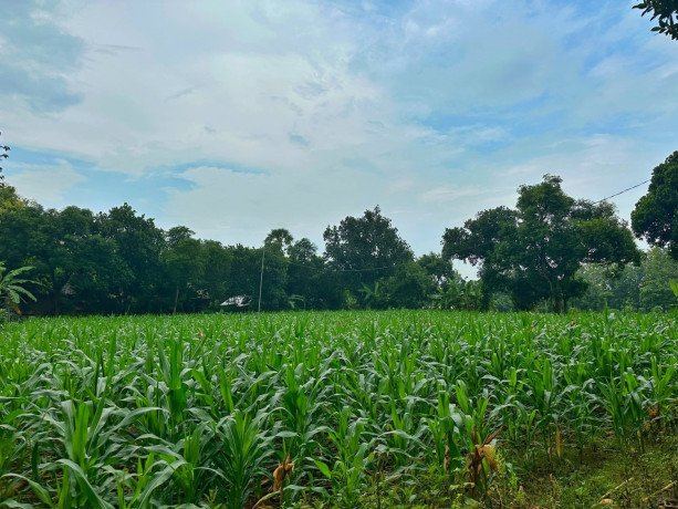 dijual-cepat-tanah-ladangtegal-produktif-shm-big-1