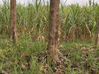 Dijual Lahan / Tegalan Bekas Lahan Tebu