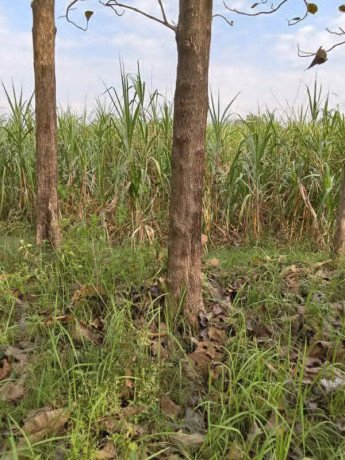 dijual-lahan-tegalan-bekas-lahan-tebu-big-0