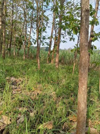 dijual-lahan-tegalan-bekas-lahan-tebu-big-1