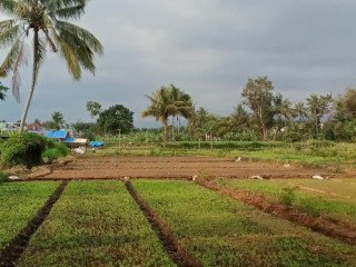 Dijual Tanah Milik Pribadi