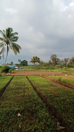 dijual-tanah-milik-pribadi-big-0