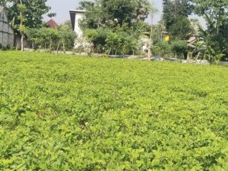 Dijual Cepat Tanah Subur di Tuban