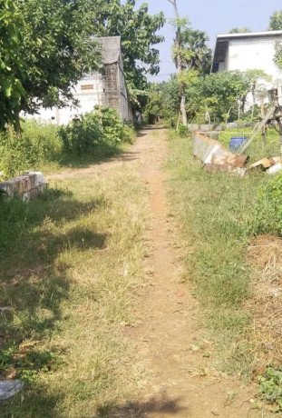 dijual-cepat-tanah-subur-di-tuban-big-2