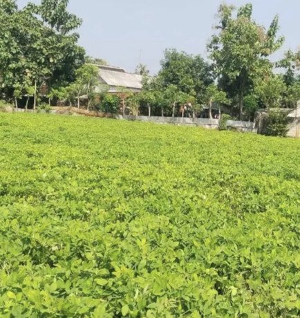 dijual-cepat-tanah-subur-di-tuban-big-1