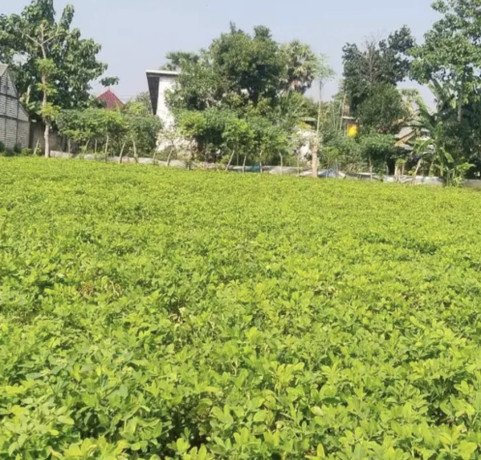 dijual-cepat-tanah-subur-di-tuban-big-0