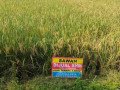 dijual-cepat-sawah-mojoanyar-mojokerto-small-0