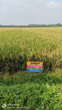 dijual-cepat-sawah-mojoanyar-mojokerto-big-0