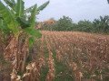 dijual-cepat-sawah-small-0