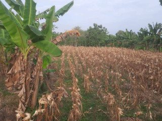 DIJUAL CEPAT SAWAH