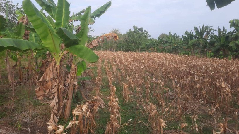 dijual-cepat-sawah-big-0