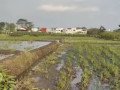 dijual-sawah-dekat-umm-kota-batu-small-1