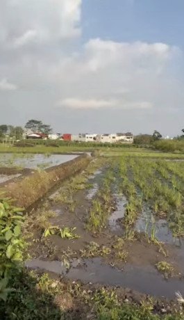 dijual-sawah-dekat-umm-kota-batu-big-1