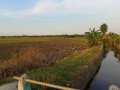 disewakan-sawah-small-0