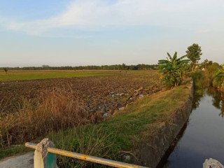 DISEWAKAN SAWAH