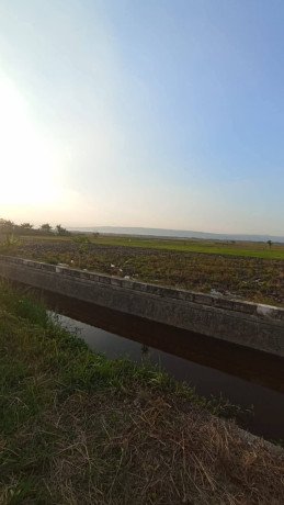 disewakan-sawah-big-2