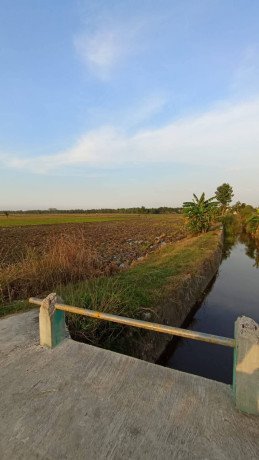 disewakan-sawah-big-0
