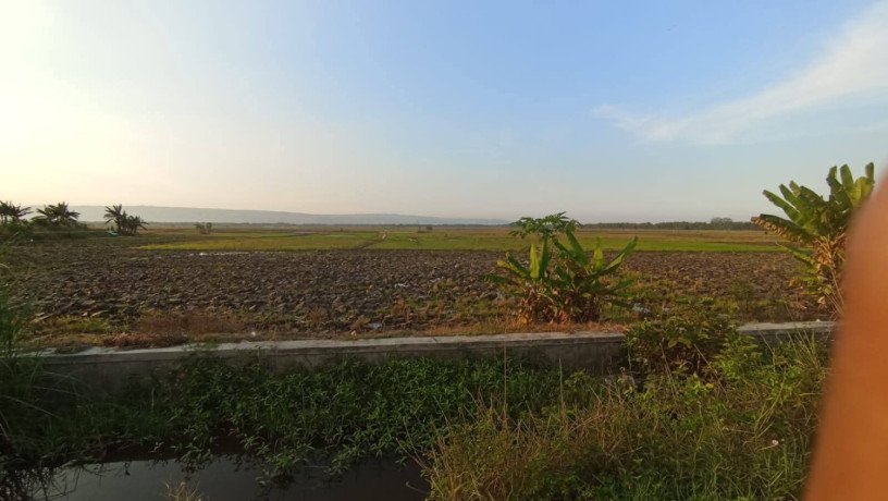 disewakan-sawah-big-1