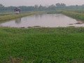 dijual-tanah-sawah-tambak-small-0