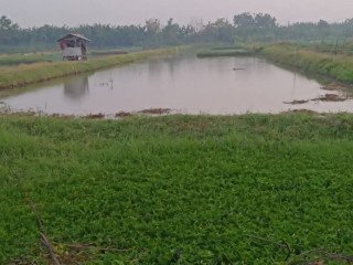Dijual Tanah Sawah Tambak