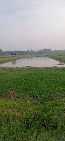 dijual-tanah-sawah-tambak-big-0