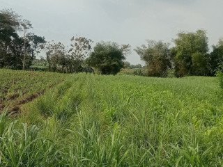 DIJUAL TANAH PERTANIAN