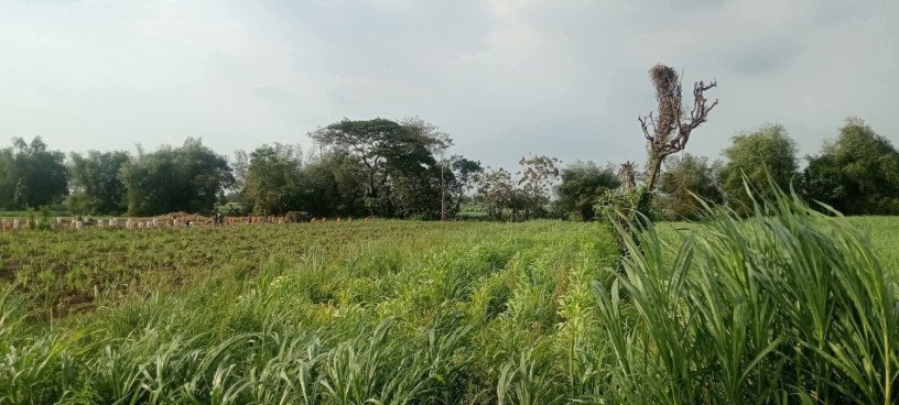 dijual-tanah-pertanian-big-2