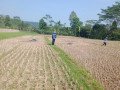 dijual-tanah-kebun-manggis-produktif-purwakarta-small-3