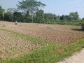 dijual-tanah-kebun-manggis-produktif-purwakarta-small-0