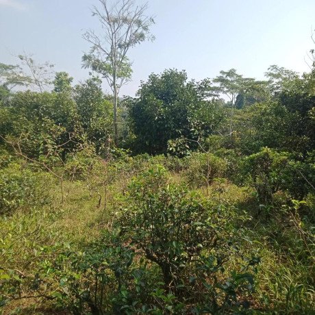 dijual-tanah-kebun-manggis-produktif-purwakarta-big-2