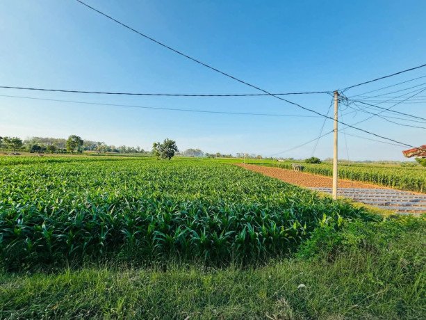 dijual-tanah-sawah-aktif-nol-jalan-bancar-tuban-big-2