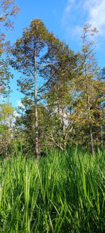 dijual-tanah-kebun-durian-produksi-big-1