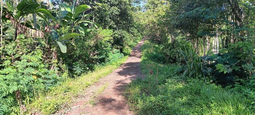 dijual-tanah-kebun-durian-produksi-big-3