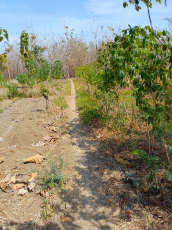 dijual-digadaikan-tanah-tegalan-big-1