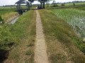 dijual-sawah-pertanian-produktif-small-2