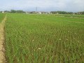 dijual-sawah-pertanian-produktif-small-0