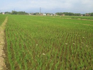Dijual Sawah Pertanian Produktif