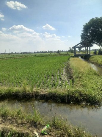 dijual-sawah-pertanian-produktif-big-1