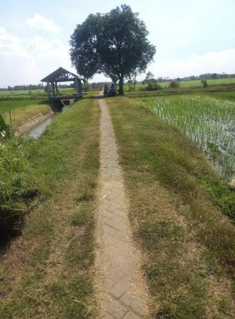 dijual-sawah-pertanian-produktif-big-2