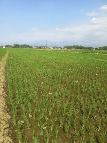 dijual-sawah-pertanian-produktif-big-0