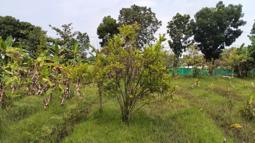 dijual-tanah-strategis-di-bojonegoro-big-2