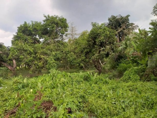 dijual-tanah-pekarangan-strategis-di-kota-jombang-big-0