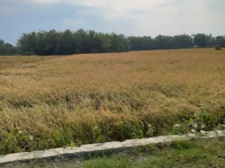 DIJUAL TANAH PERTANIAN PRODUKTIF