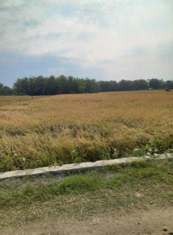 dijual-tanah-pertanian-produktif-big-0